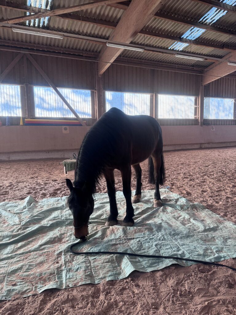 Noch mehr Gelassenheitstraining macht dein Pferd auch nicht geländesicherer